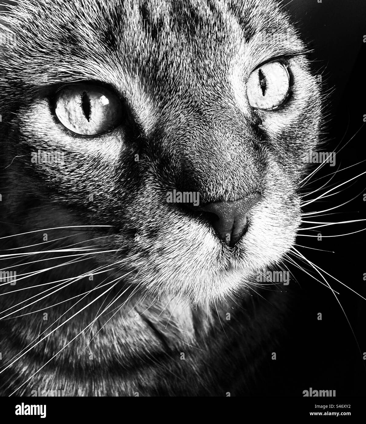 Closeup portrait white cat black and white smartphone stock photos - Alamy