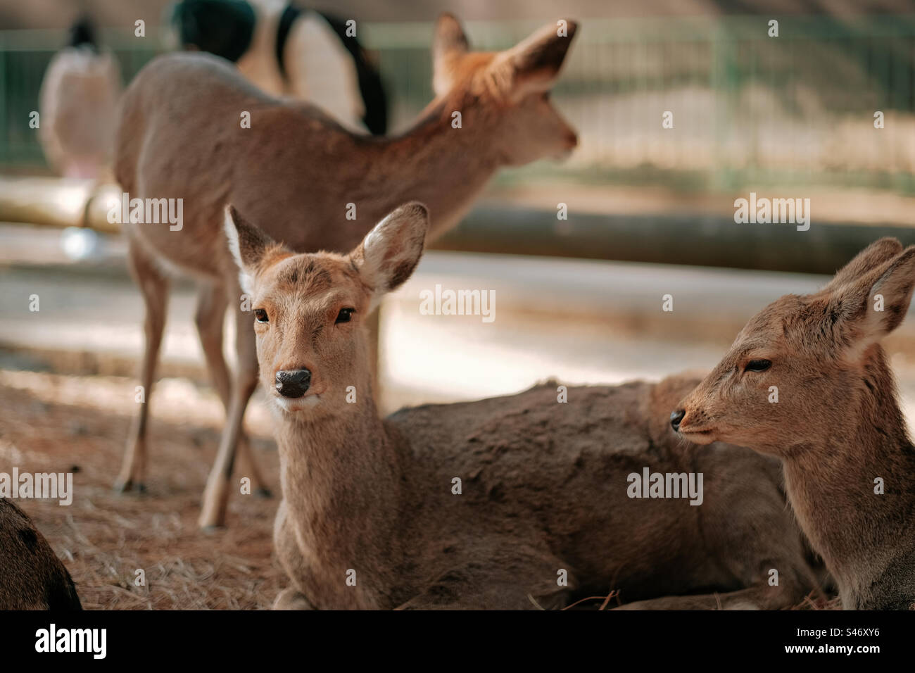 Deers' close photo - Smartphone Captured Stock Image