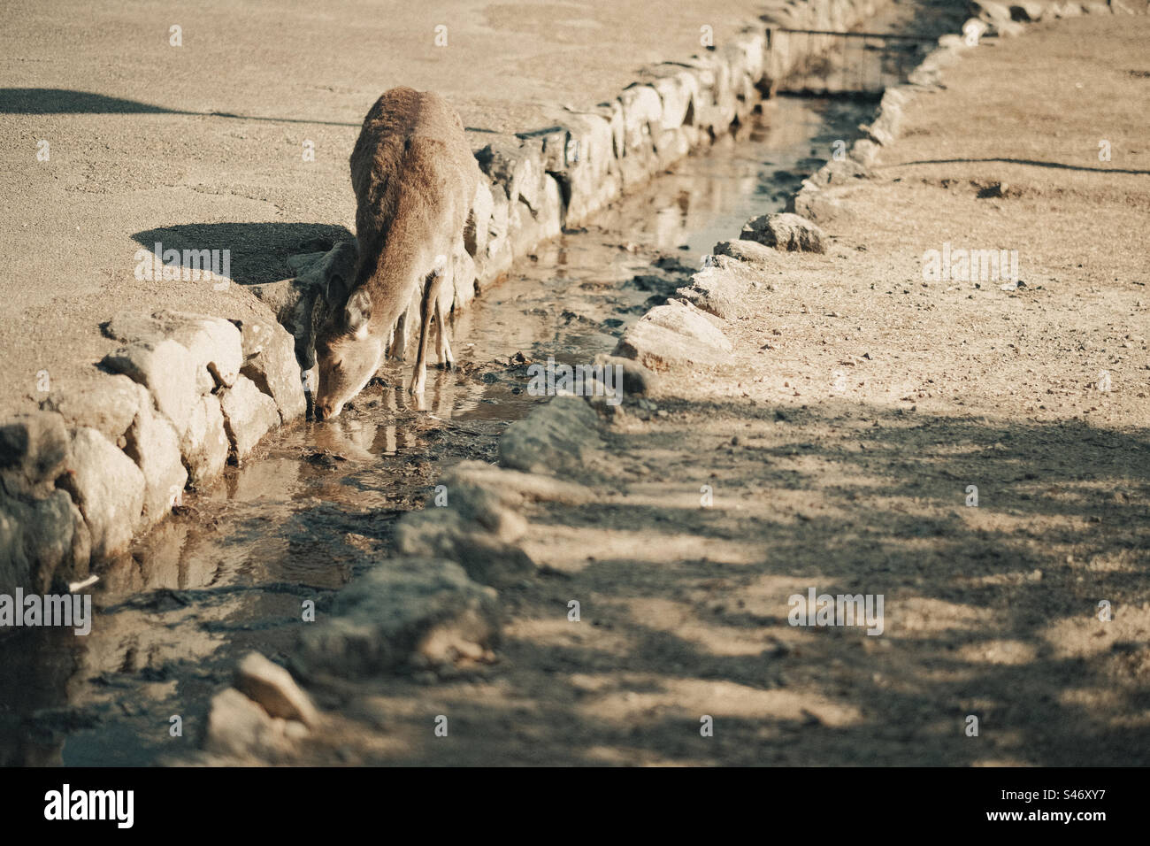 A deer drinking water - Smartphone Captured Stock Image