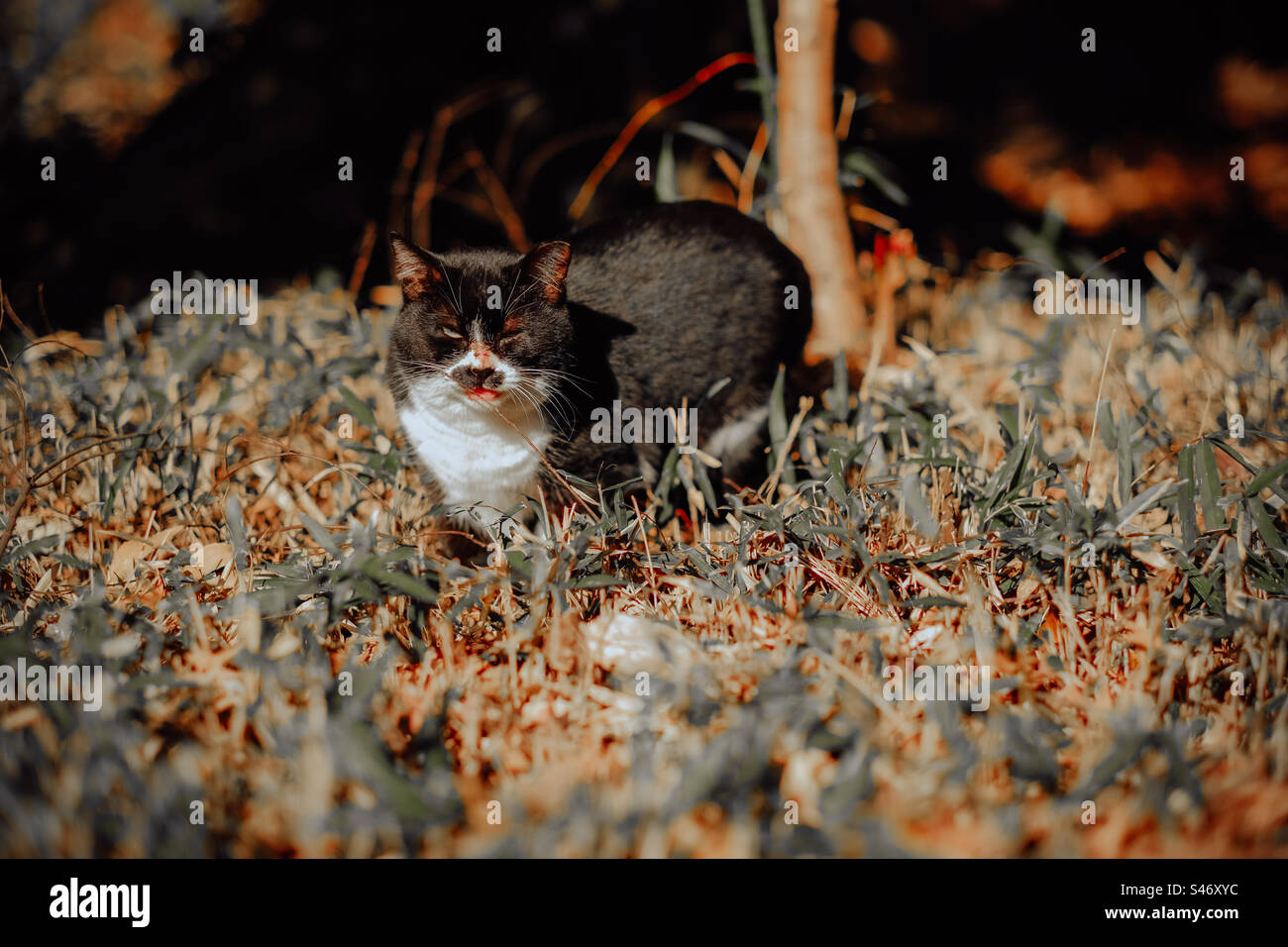 A lost cat in the park - Smartphone Captured Stock Image