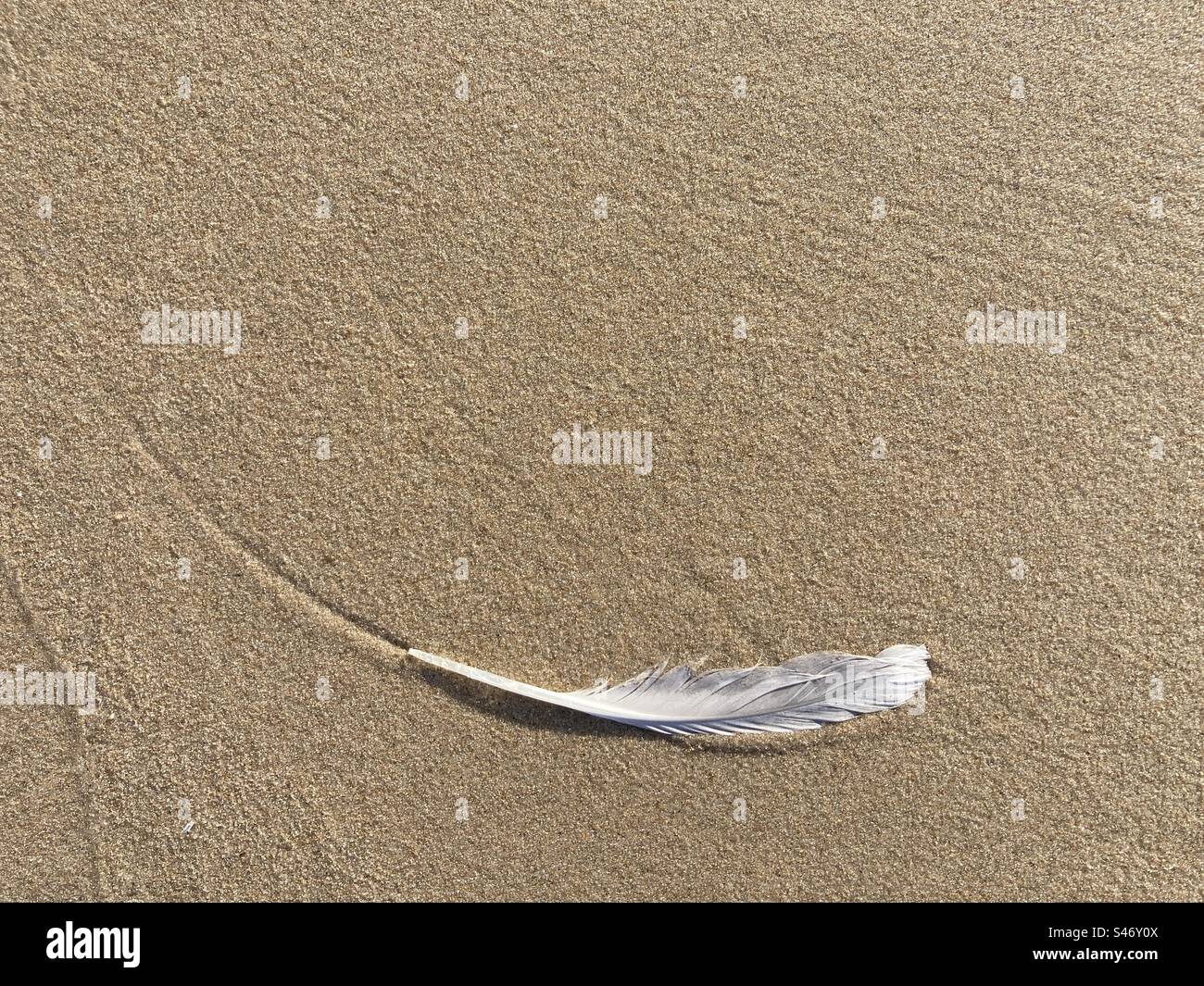 A bird feather lies in the sand on the beach - Smartphone Captured Stock Image