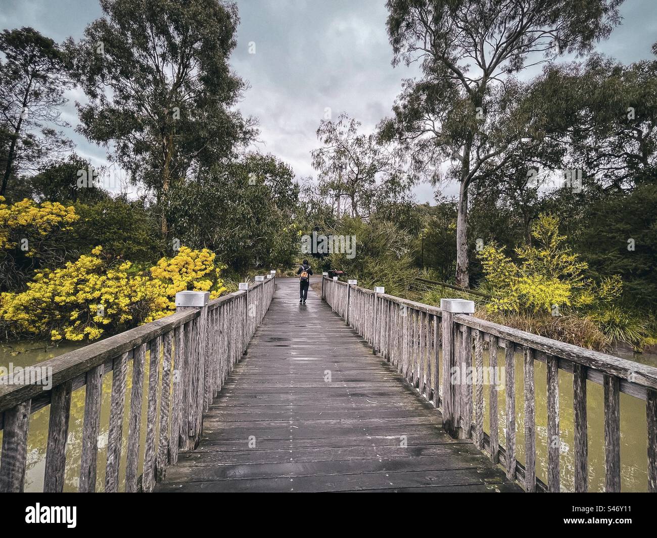 Rear view of man walking on footbridge across lake against yellow flowering wattle shrubs and trees in late winter. The way forward. Diminishing perspective. Beauty in nature. - Smartphone Captured Stock Image