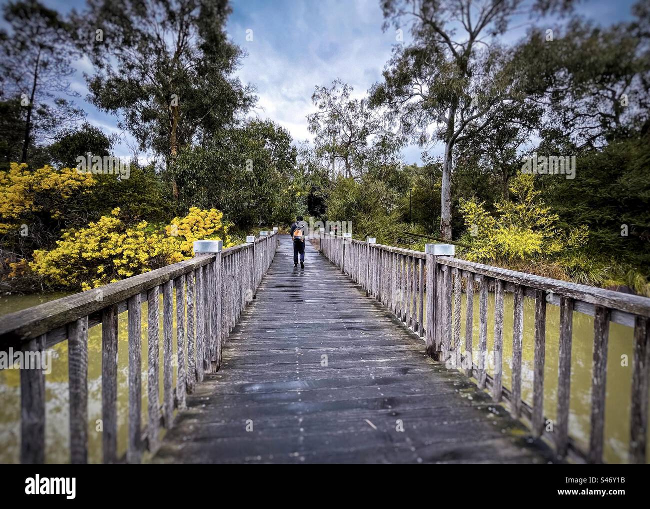 Rear view of a man walking on footbridge across lake against yellow flowering wattle shrubs and trees in late winter. The way forward. Diminishing perspective. Beauty in nature. Scenics. - Smartphone Captured Stock Image