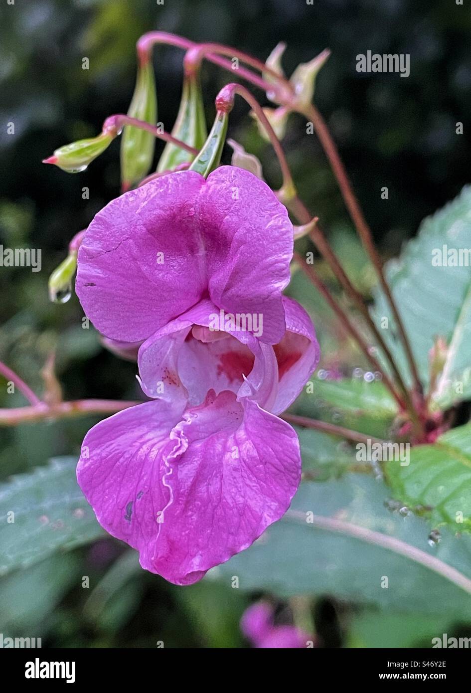 Himalayan Balsam (Impatiens glandulifera) - Smartphone Captured Stock Image