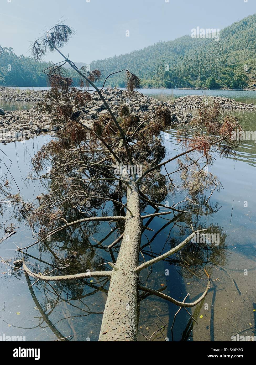 Tree fallen into the Zêzere river in Arega, Portugal - Smartphone Captured Stock Image