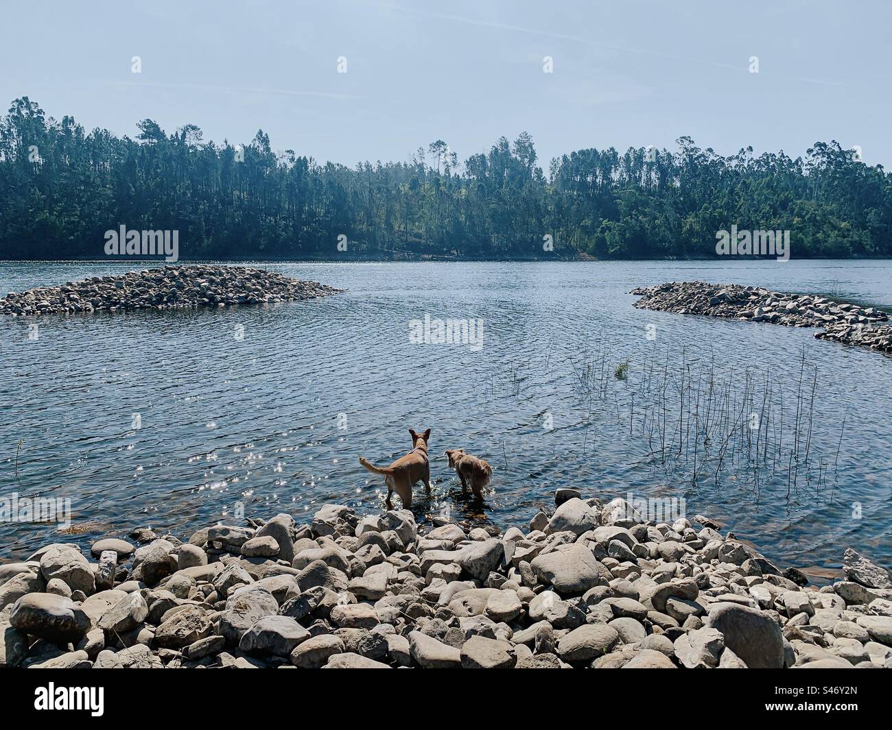 2 dogs stand on the stony bank of the Zêzere river at Arega in Portugal - Smartphone Captured Stock Image