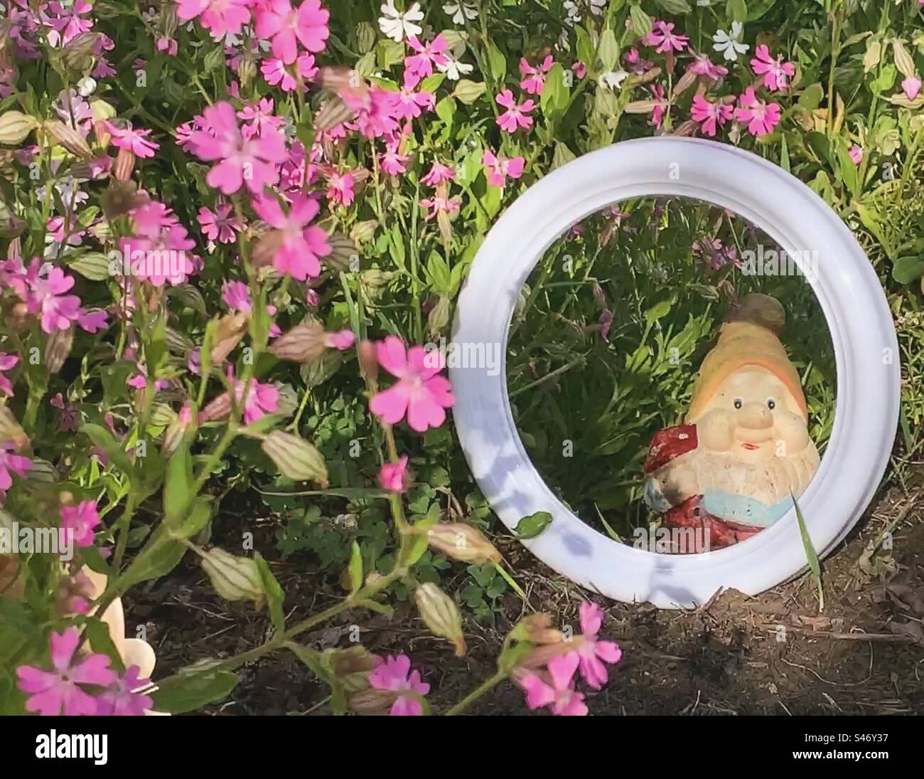 Reflection of a garden gnome in a mirror surrounded by pink flowers - Smartphone Captured Stock Image