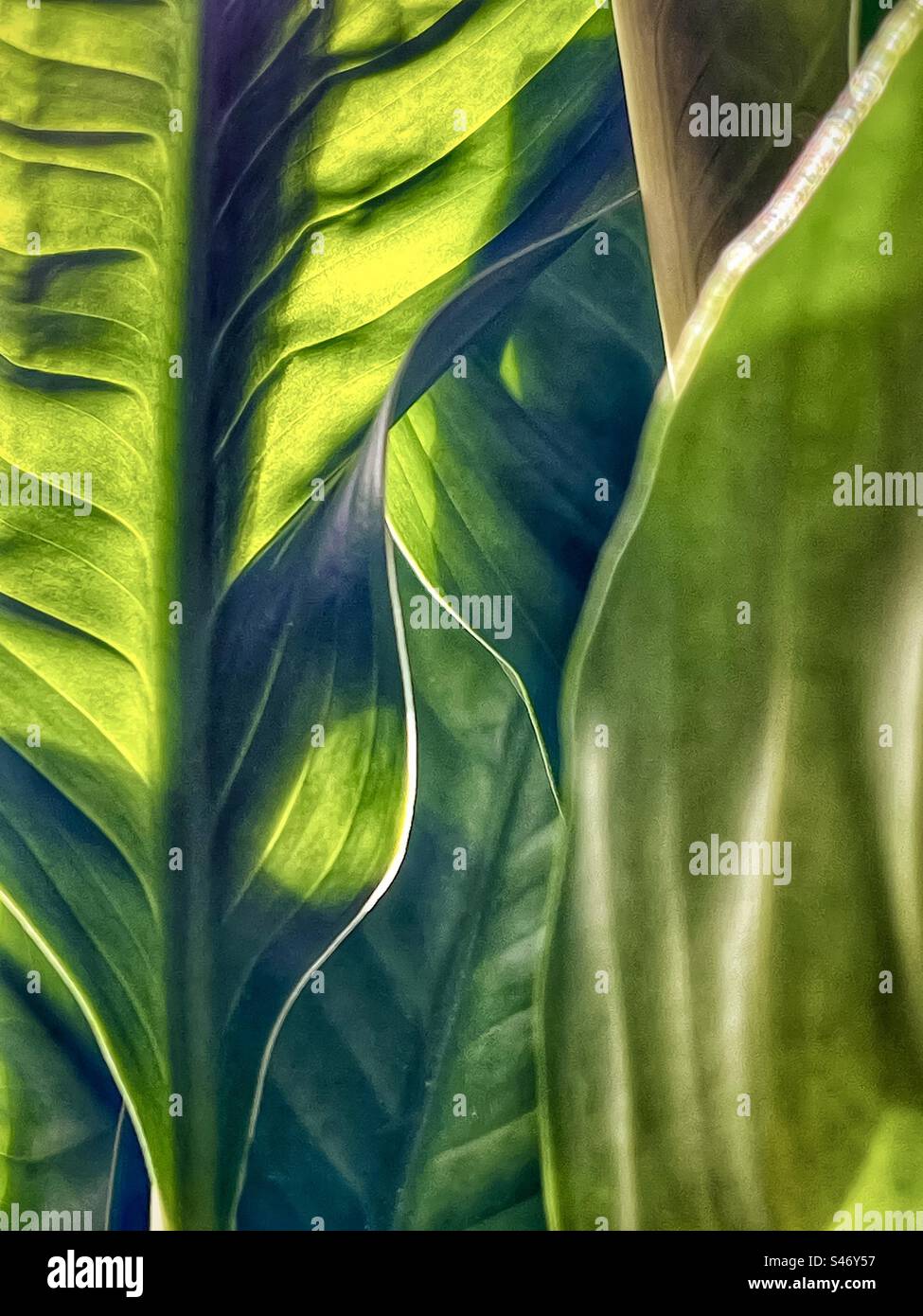 Close-up of peace lily leaves with back lighting. Full frame, backgrounds, textured, pattern. - Smartphone Captured Stock Image