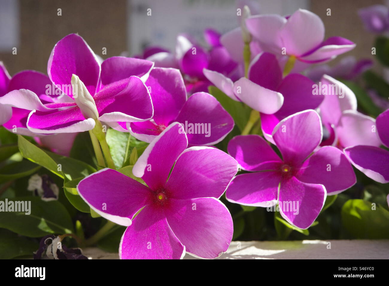 Pink tropical flowers hi-res stock photography and images - Alamy