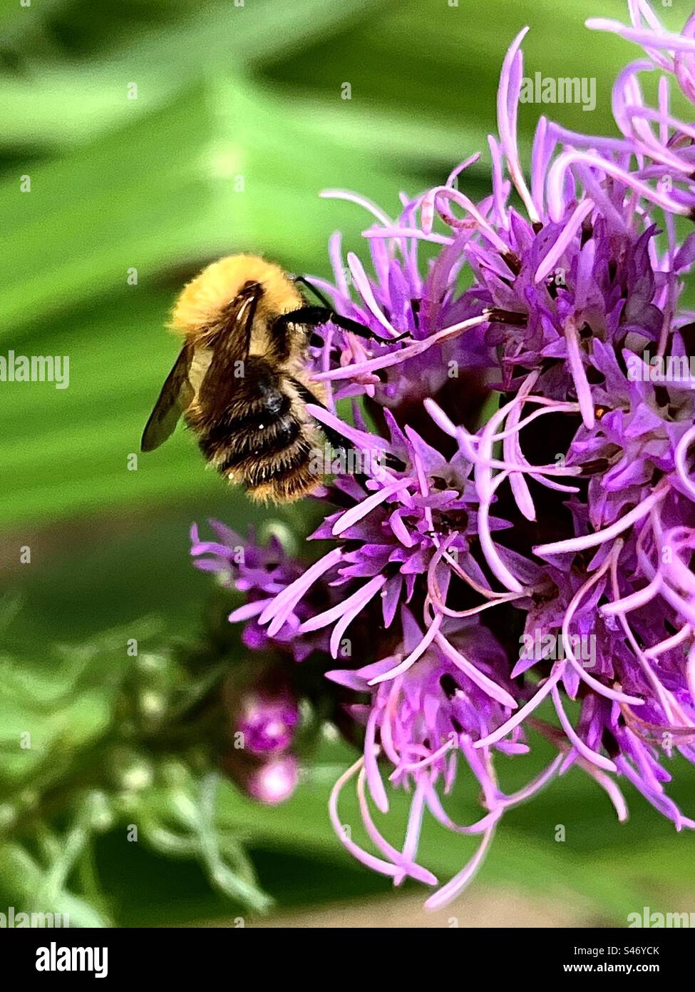 A late summer bumble bee enjoying the Liatris /Blazing Star Stock Photo