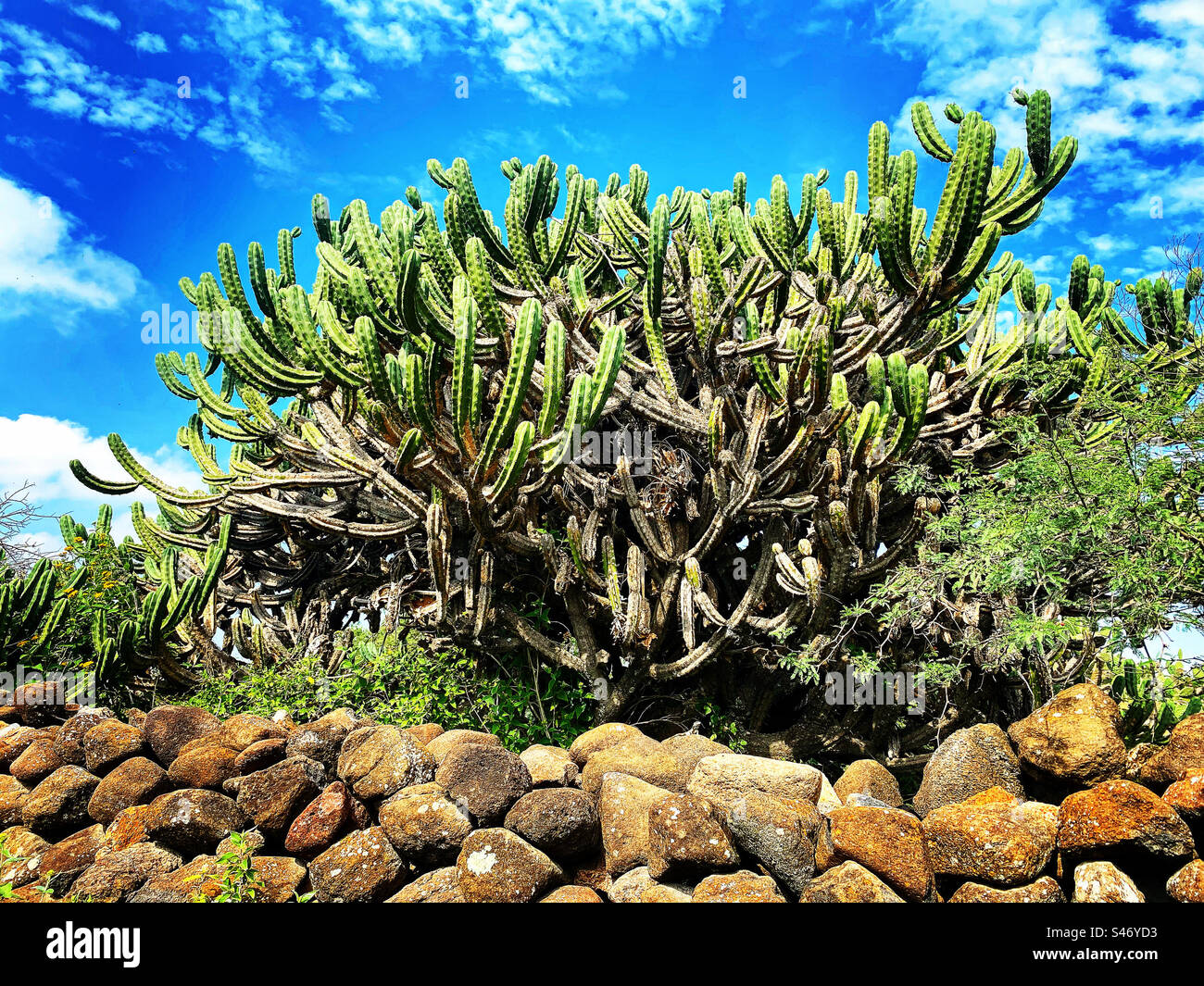 Cactus near a stone wall in Tunas Blancas, Ezequiel Montes, Queretaro, Mexico. - Smartphone Captured Stock Image