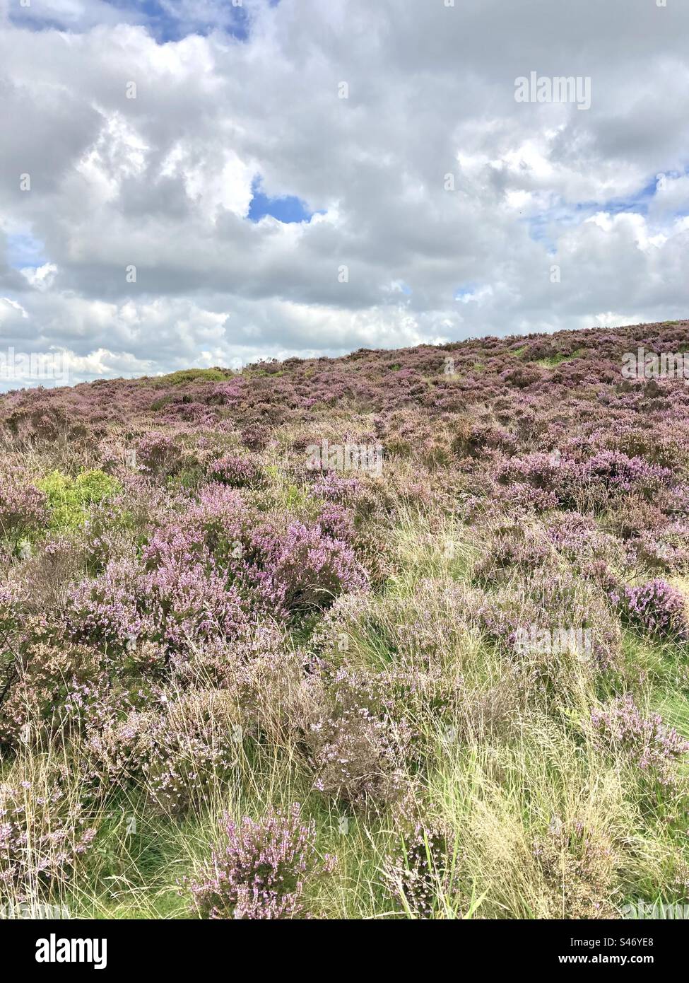 Moreland heather growing Stock Photo