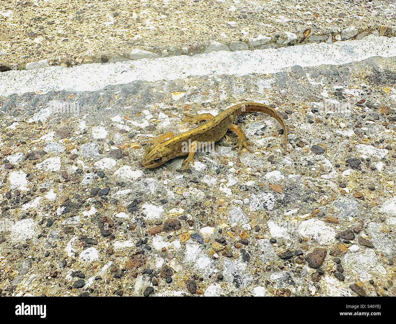 A newt on the ground - Smartphone Captured Stock Image