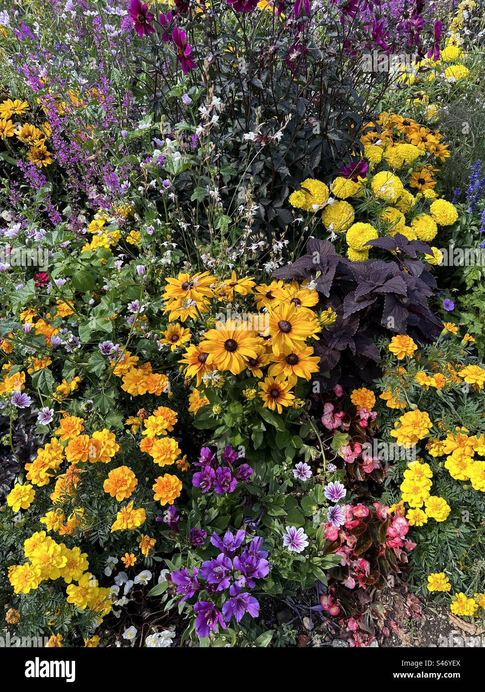 Beautiful mix of flowers in a bed - Smartphone Captured Stock Image