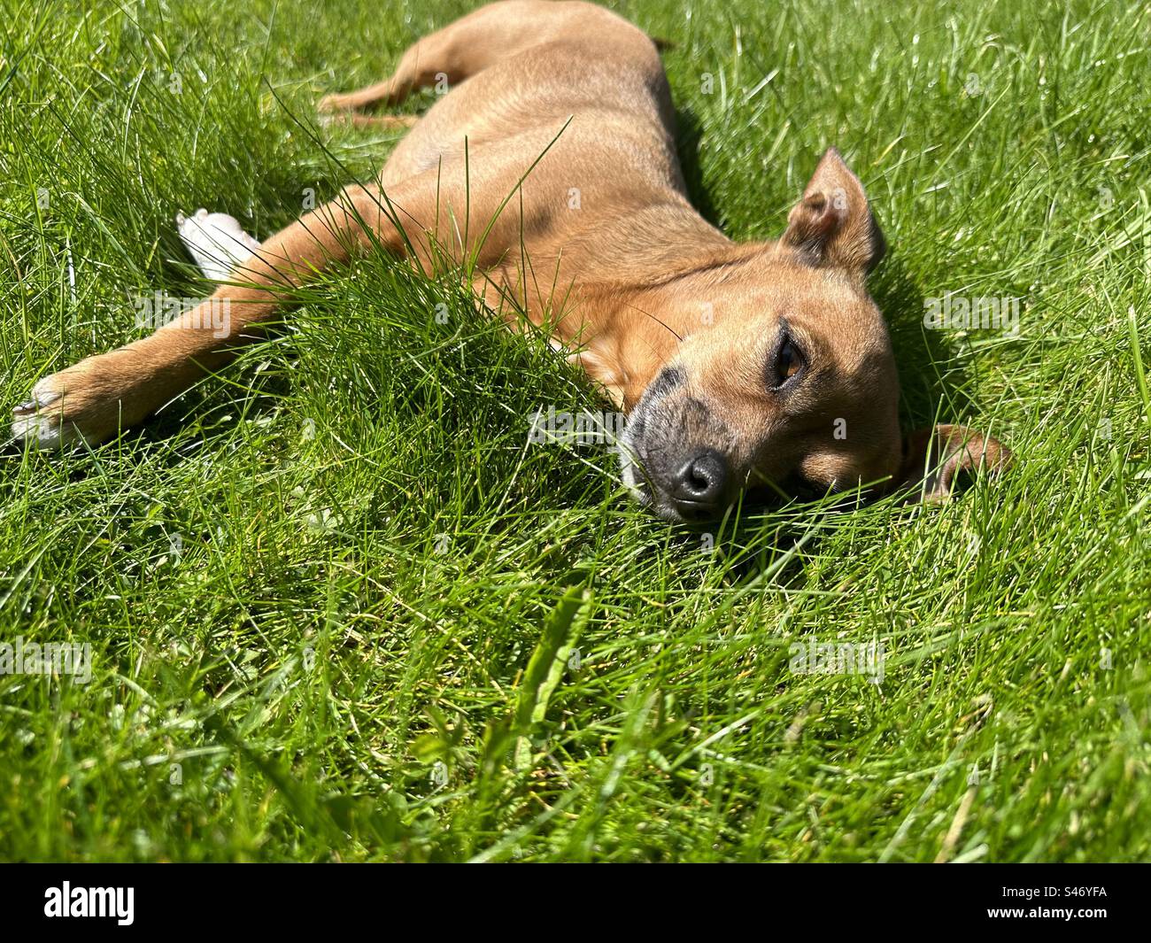 A dog laying on grass - Smartphone Captured Stock Image