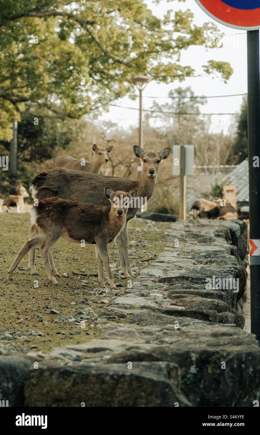Deers looking to the camera - Smartphone Captured Stock Image