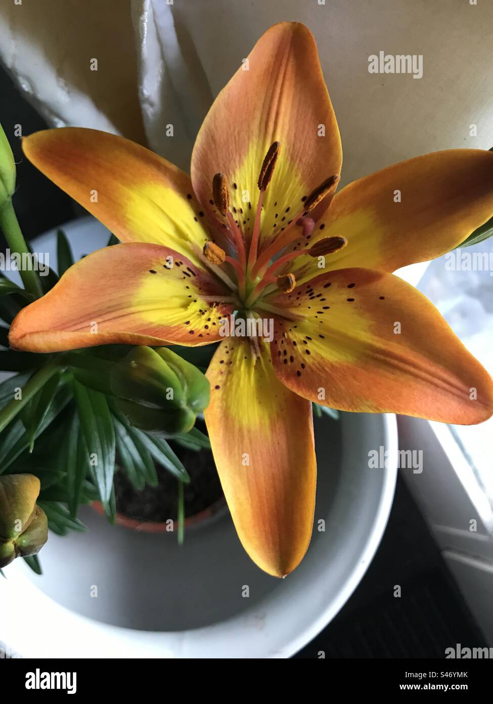 Orange lily in a pot Stock Photo Alamy