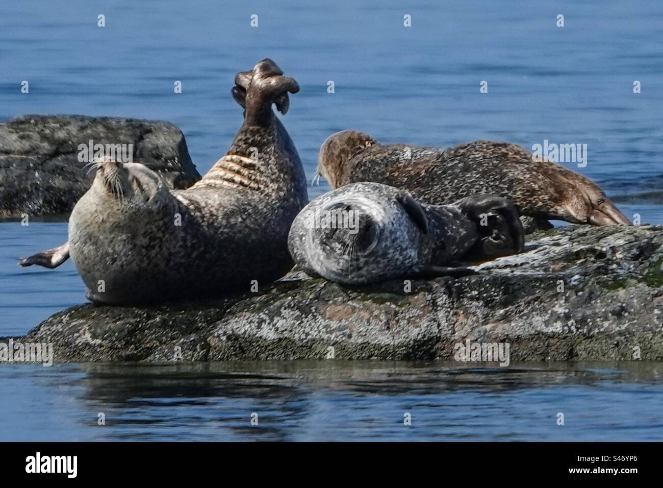 Happy Seals - Smartphone Captured Stock Image