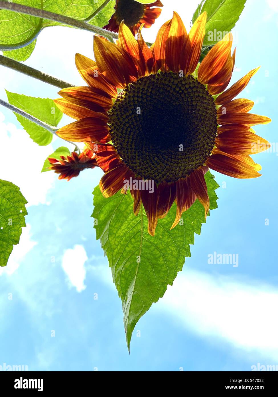 Harlequin sunflower lit from behind - Smartphone Captured Stock Image