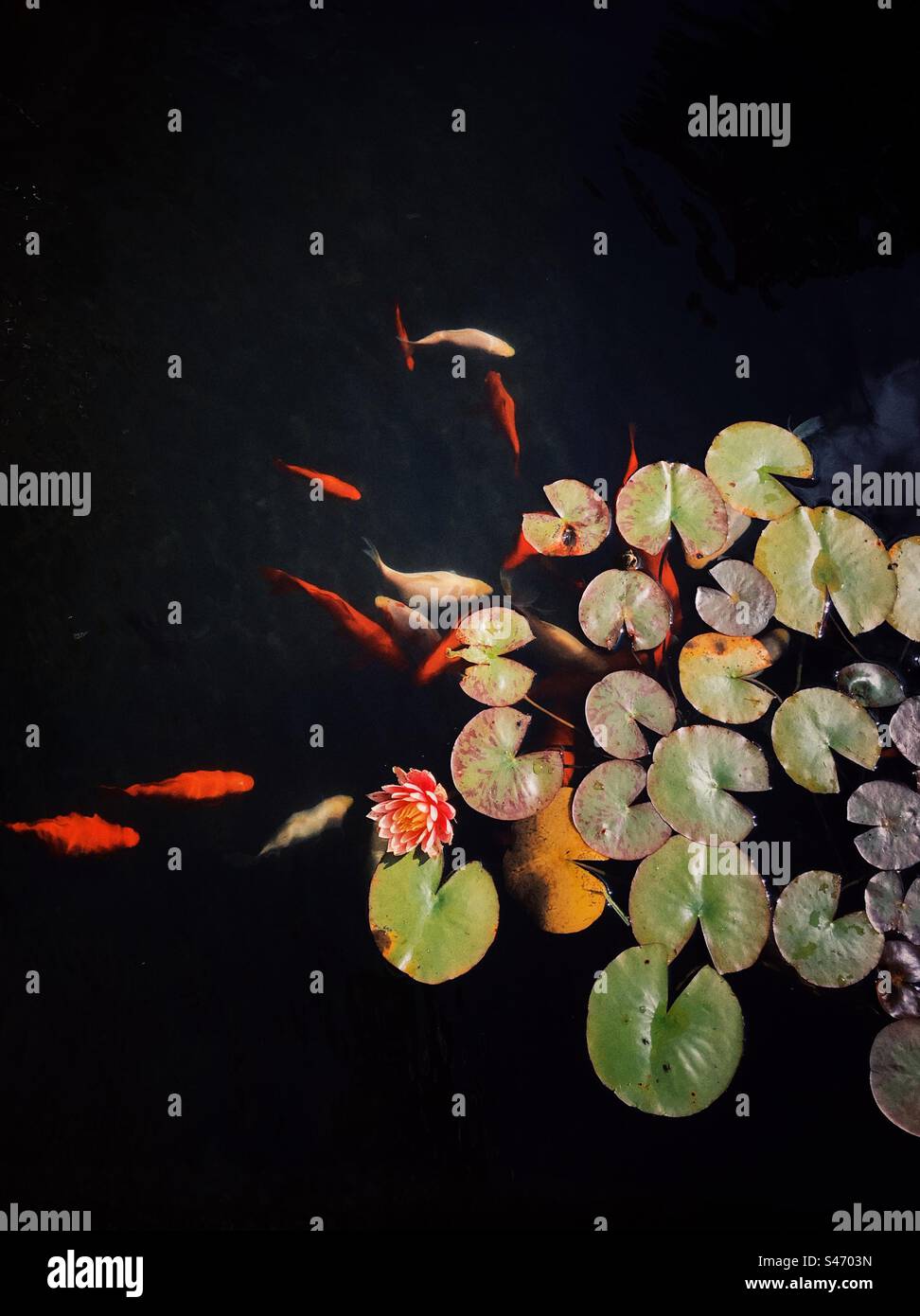 Goldfish pond with water lilies - Smartphone Captured Stock Image Goldfish pond with water lilies - Smartphone Captured Stock Image