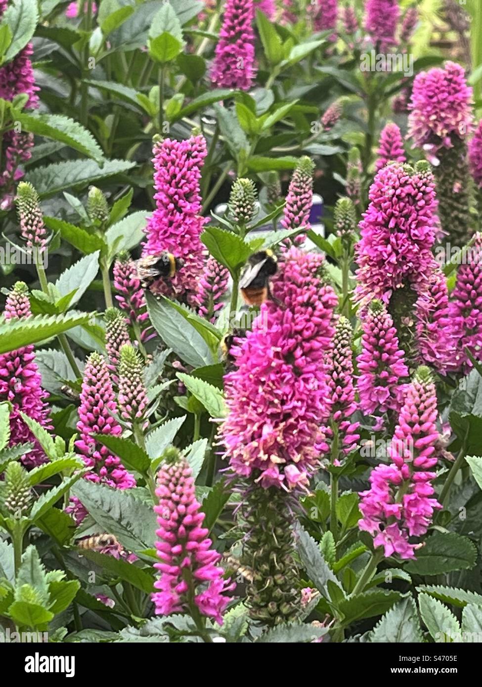 Bumble Bees feeding on pink spiked speedwell, Veronica Spicata flowering plant, part of the plantaginaceae family & grows between 1-3feet tall. Photo taken at Trentham Water Gardens, Stoke-On-Trent Stock Photo