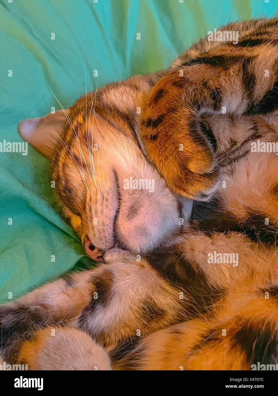 Pet Bengal cat - Smartphone Captured Stock Image