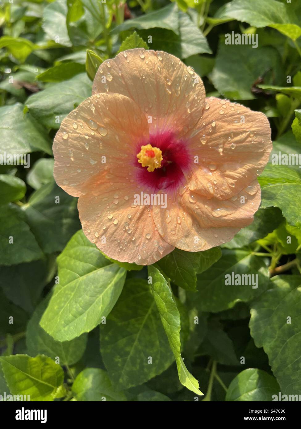 Peach Hibiscus flower after rain Stock Photo Alamy