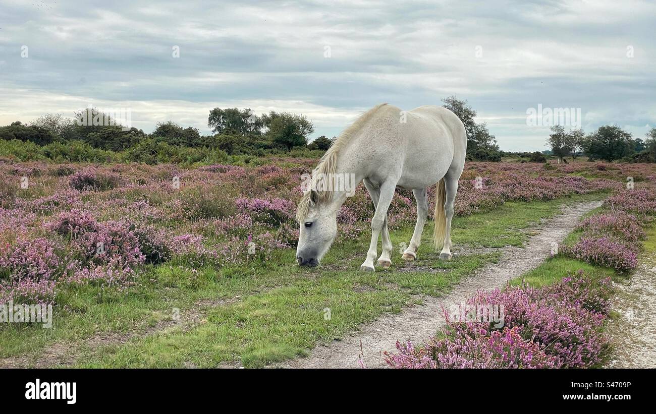 White pony grazing in the New Forest Stock Photo