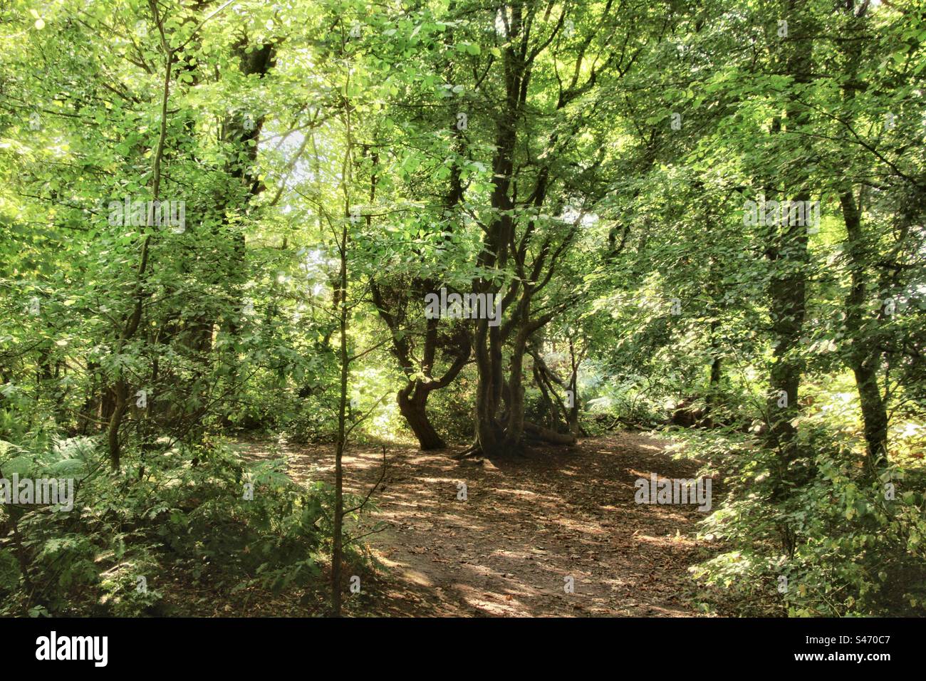 Choose your path Stock Photo Alamy