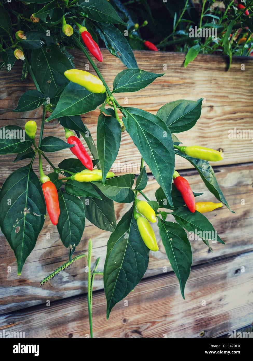 Pretty peppers in a container garden Stock Photo Alamy