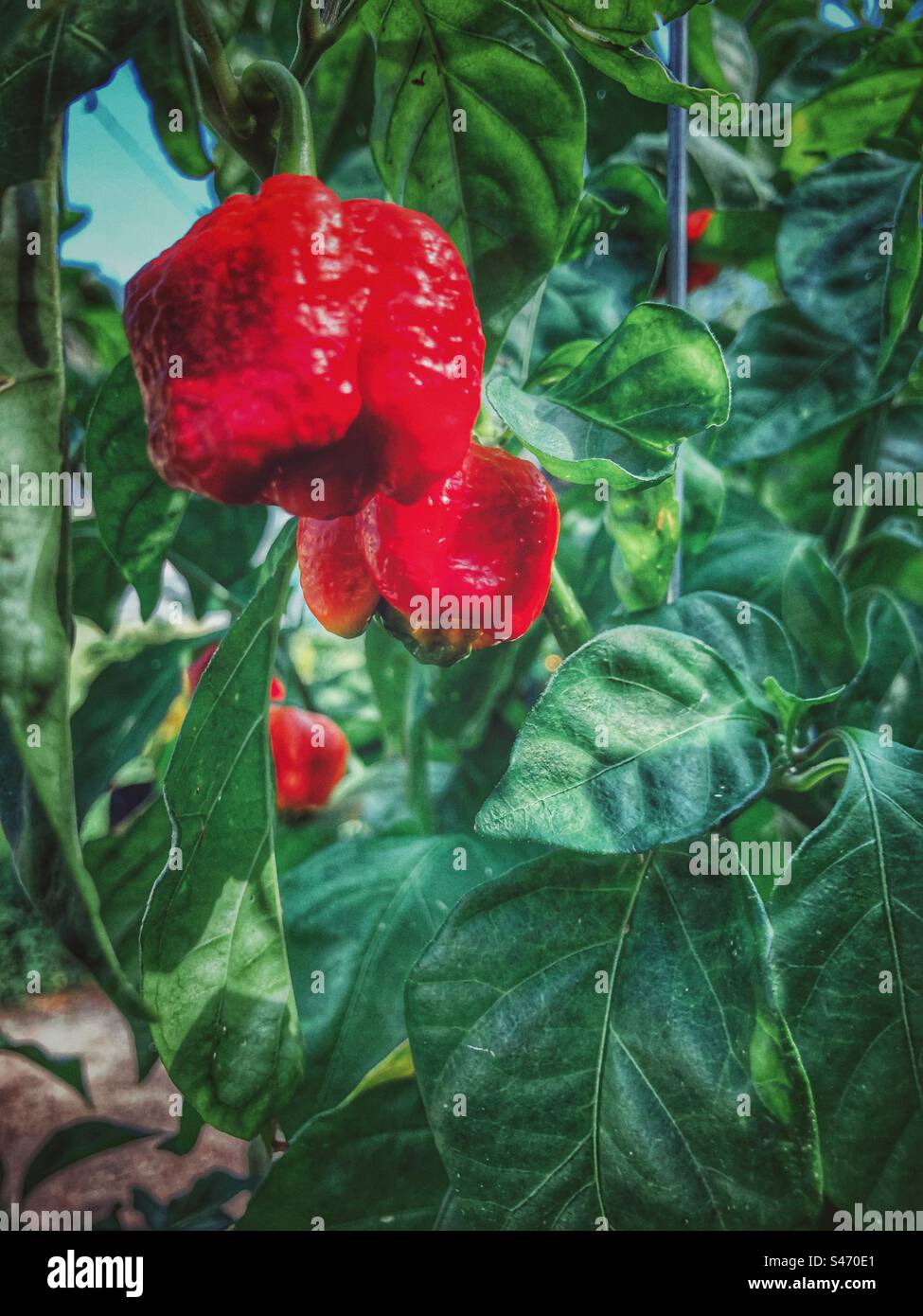Fat pepperss - Smartphone Captured Stock Image