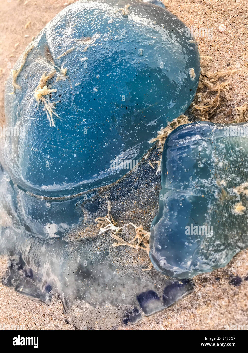 Blue Jellyfish on the sand - Smartphone Captured Stock Image