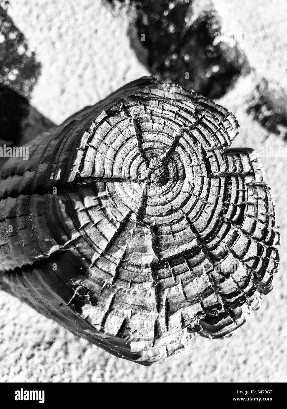 Tree trunk rings Stock Photo