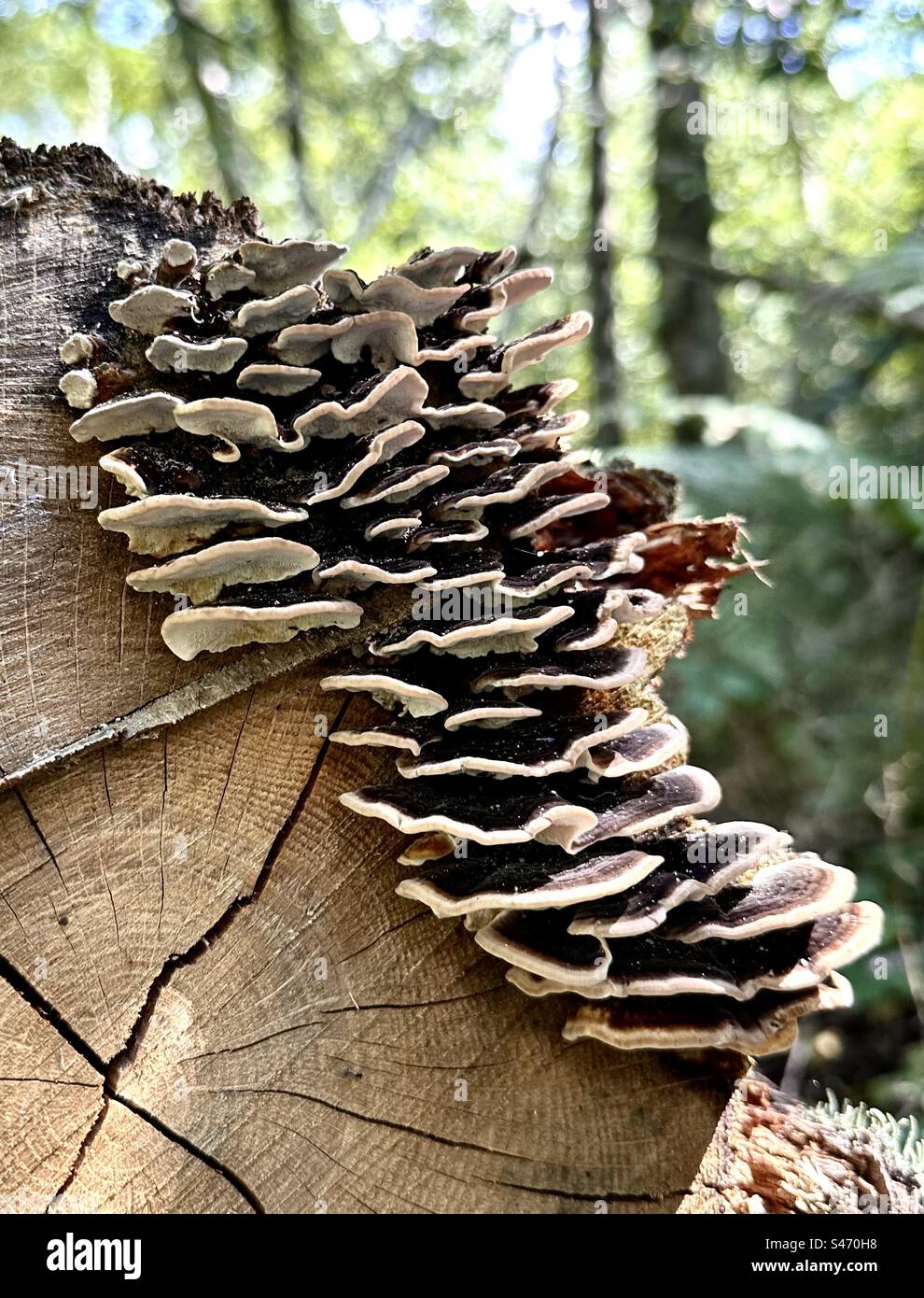 Turkey Tail Fungi - Smartphone Captured Stock Image