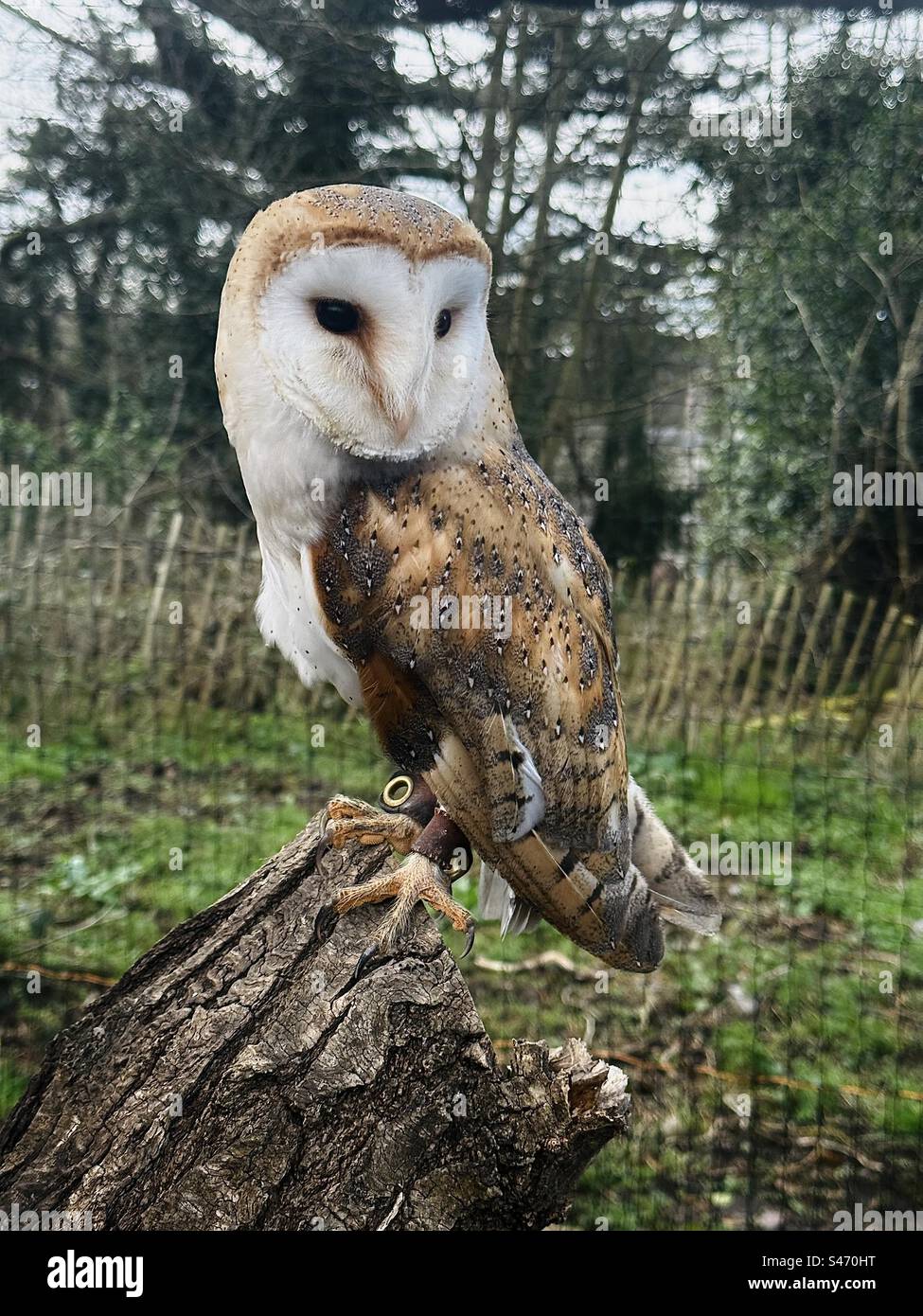 A captive barn owl perched on a log - Smartphone Captured Stock Image