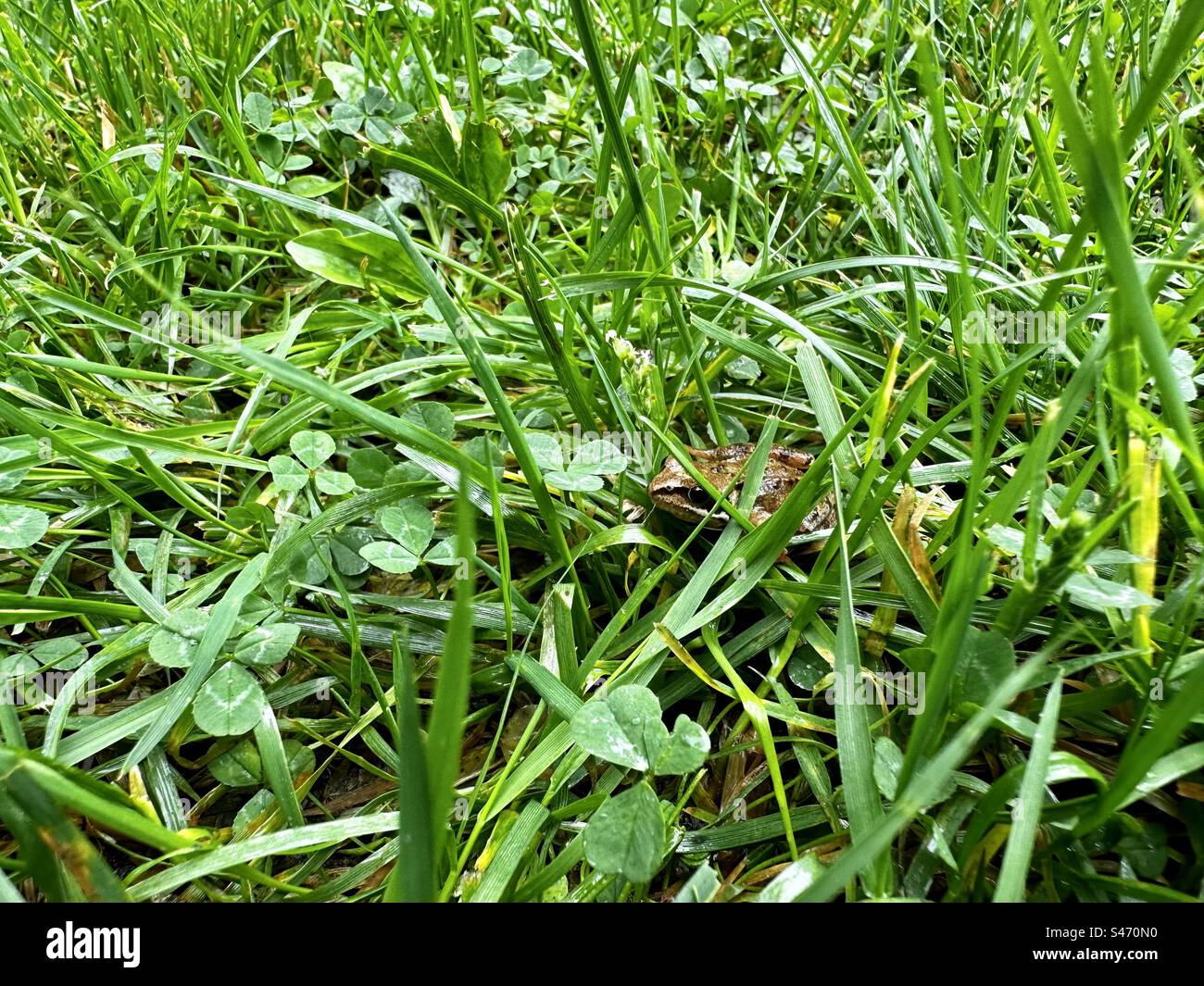 Small frog hiding in the lawn - Smartphone Captured Stock Image