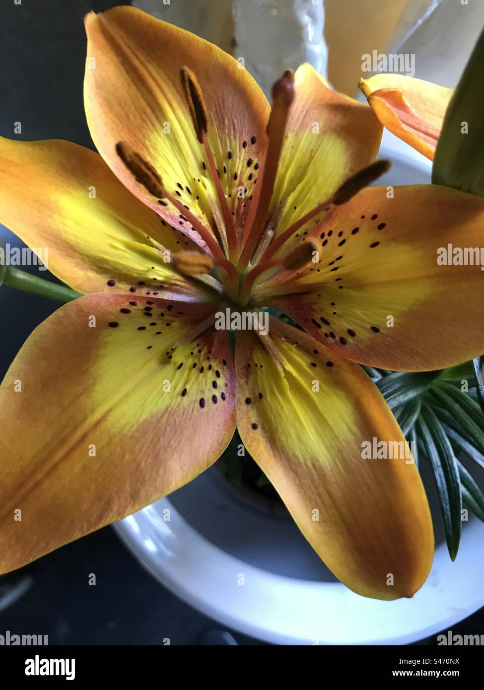 Zoomed in pic of an orange lily Stock Photo