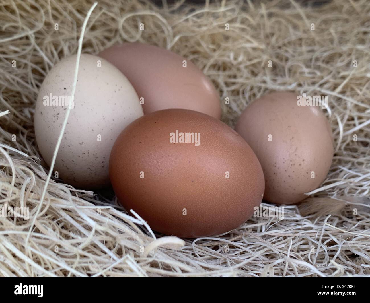 Fresh chicken eggs in a nest Stock Photo - Alamy