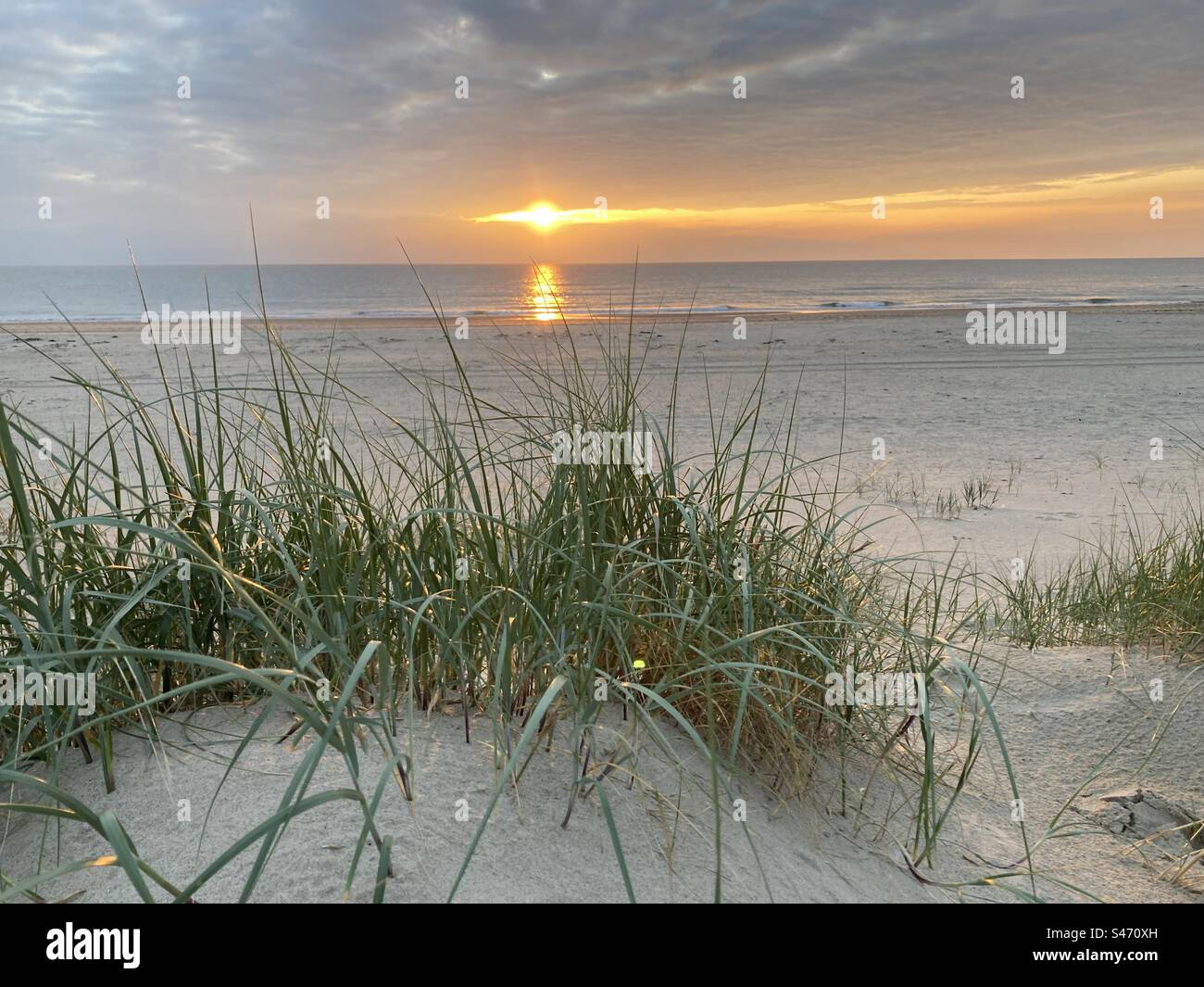 Dune grasses in the sand at the North Sea in front of the sunset - Smartphone Captured Stock Image
