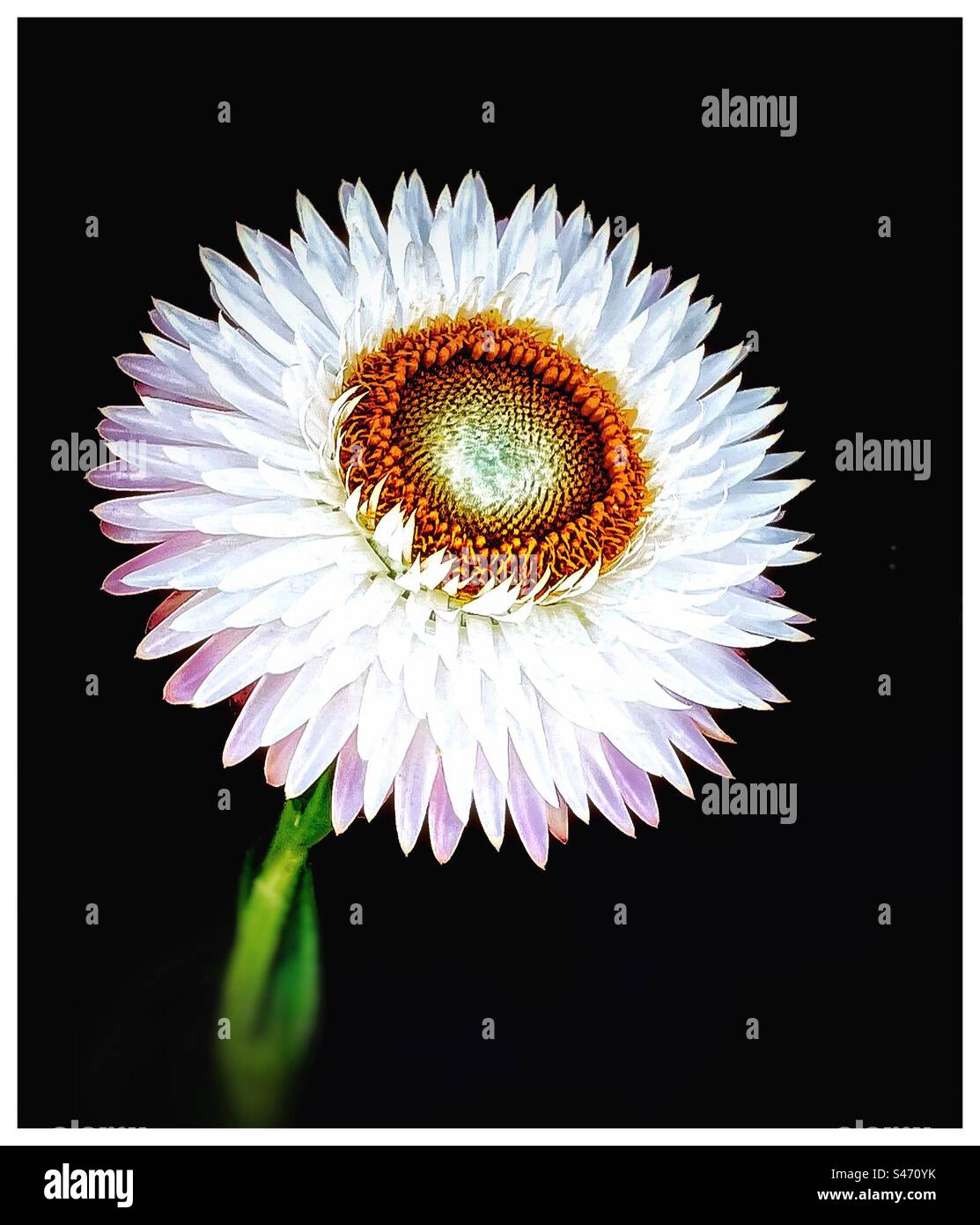 White strawflower. - Smartphone Captured Stock Image