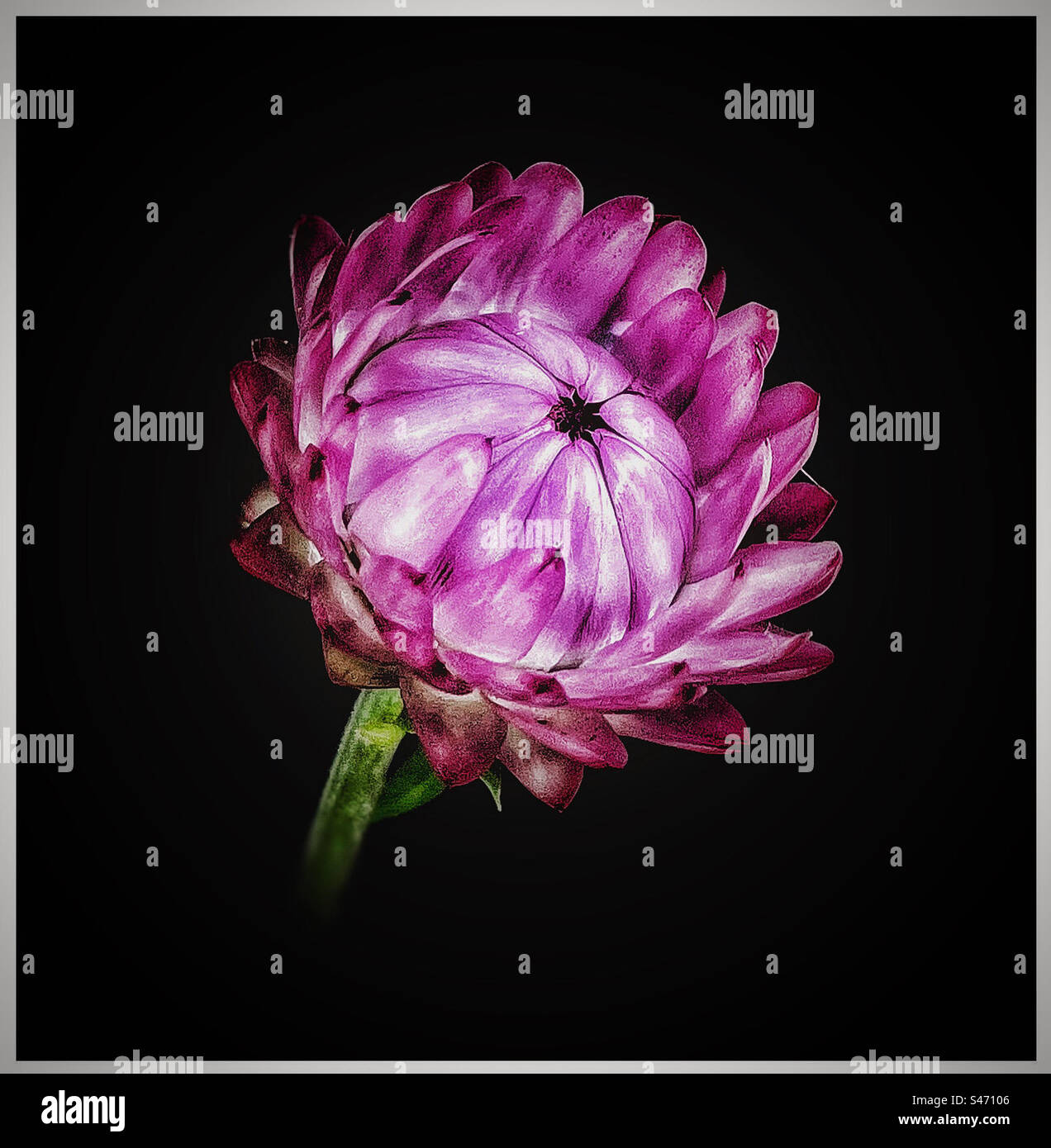 Pink strawflower. - Smartphone Captured Stock Image