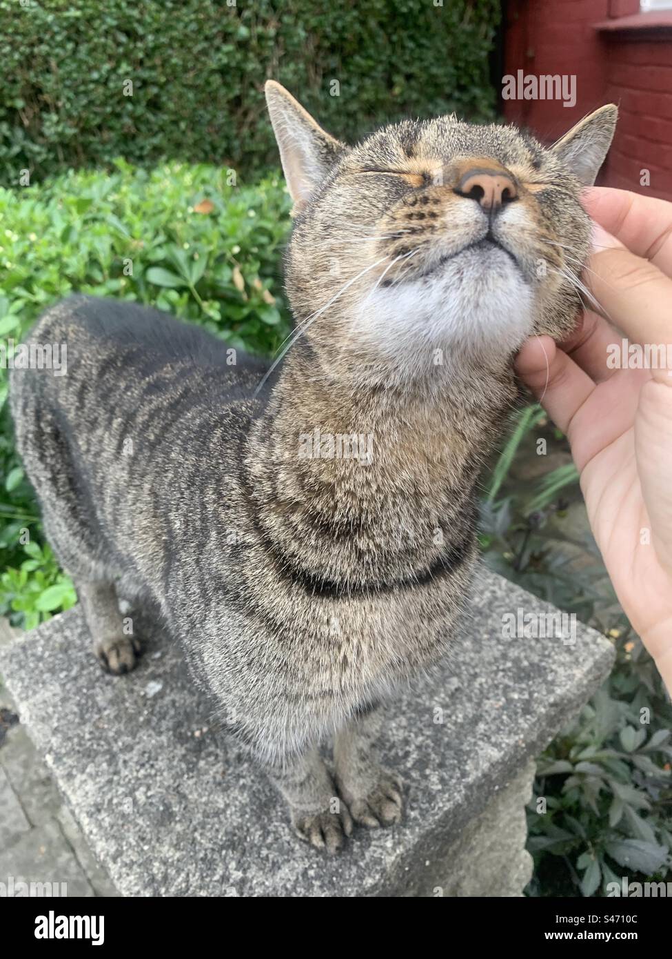 Cat enjoying a stroke - Smartphone Captured Stock Image