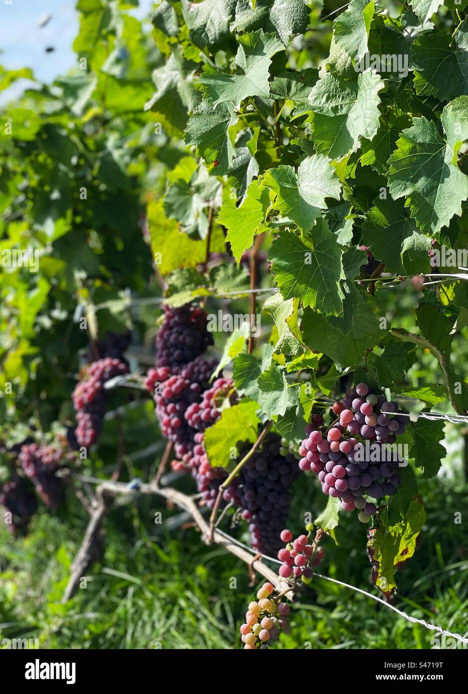 Ripe grapes ready for harvest in a vineyard - Smartphone Captured Stock Image