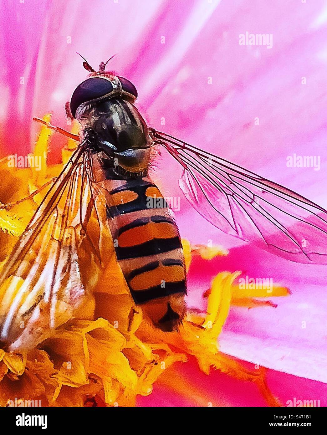 Bee collecting pollen Stock Photo Alamy