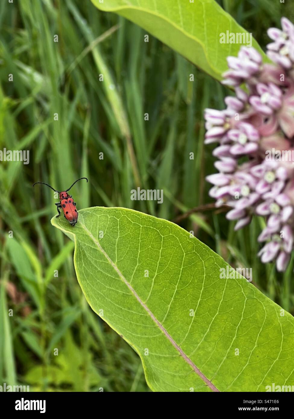 Red milkweed beetle surveying its world Stock Photo