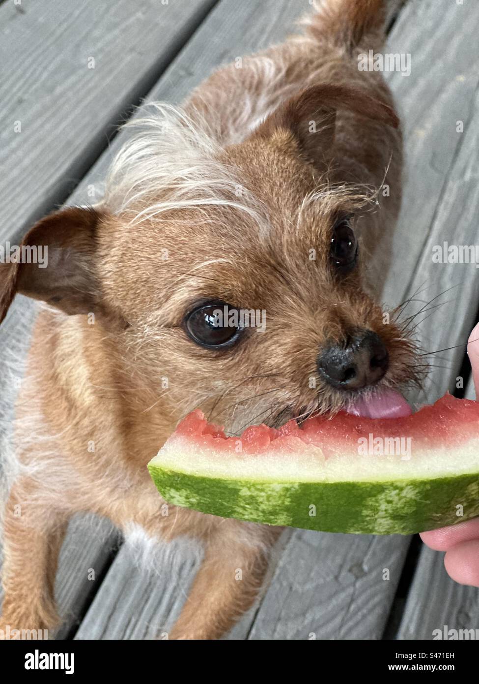 Small dog eating watermelon Stock Photo Alamy