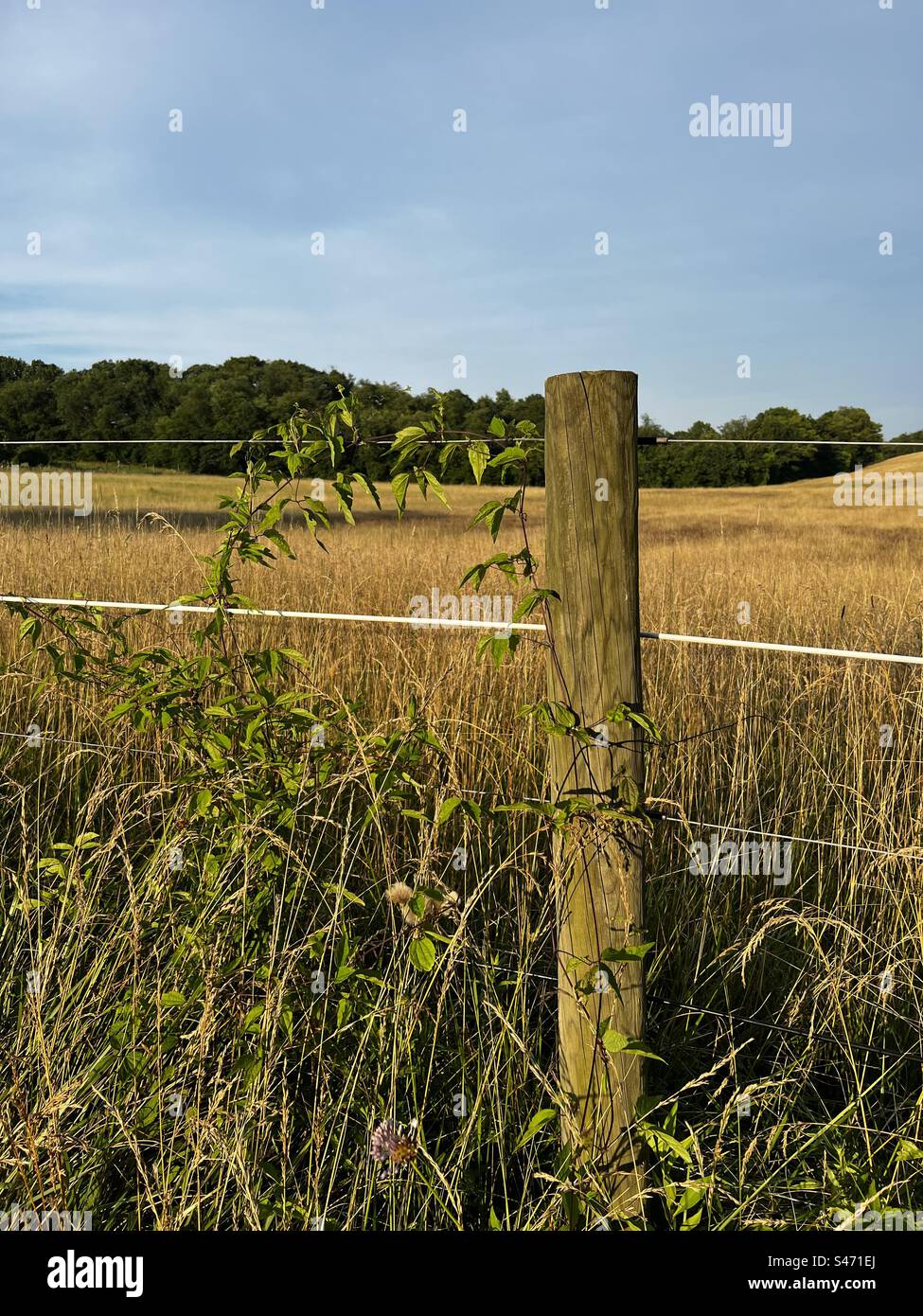 Vine growing along a fence Stock Photo Alamy