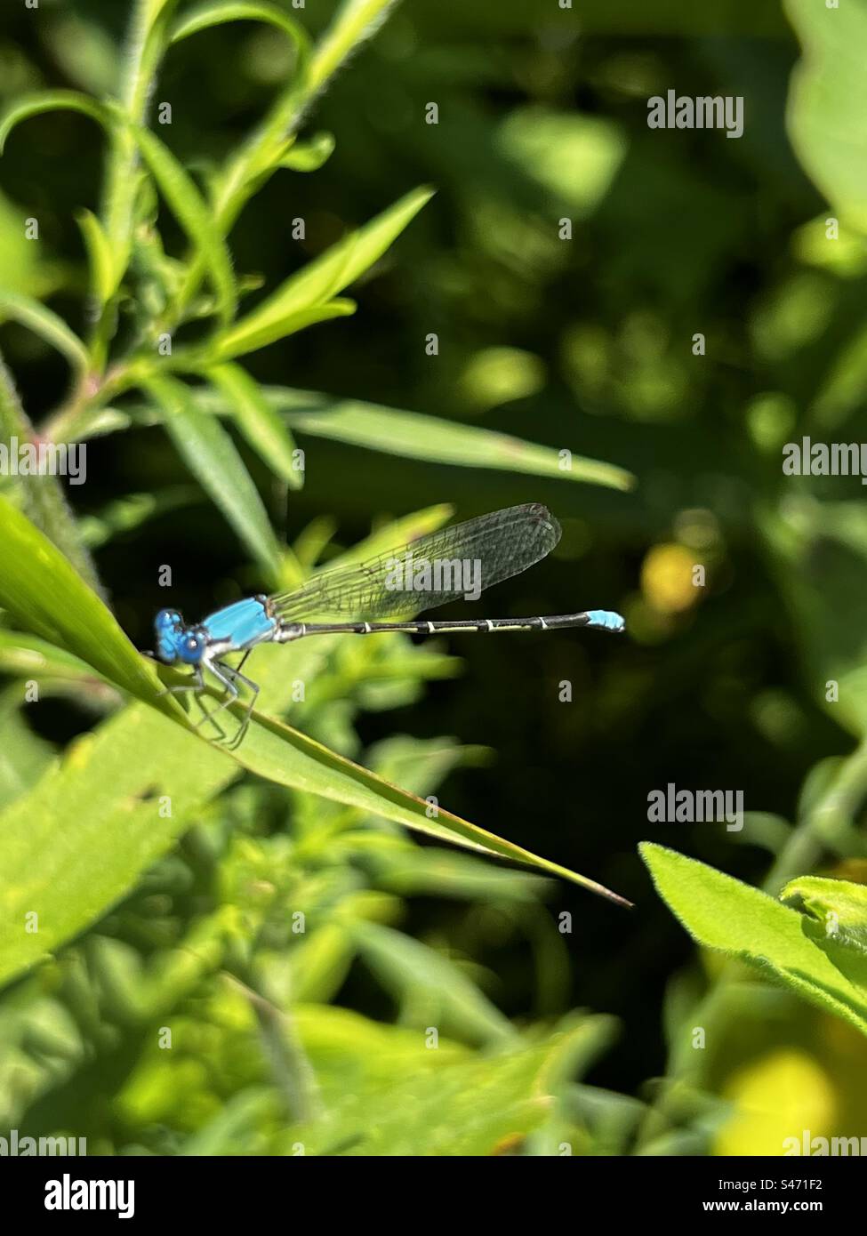 Damselfly resting on leaf hi-res stock photography and images - Alamy