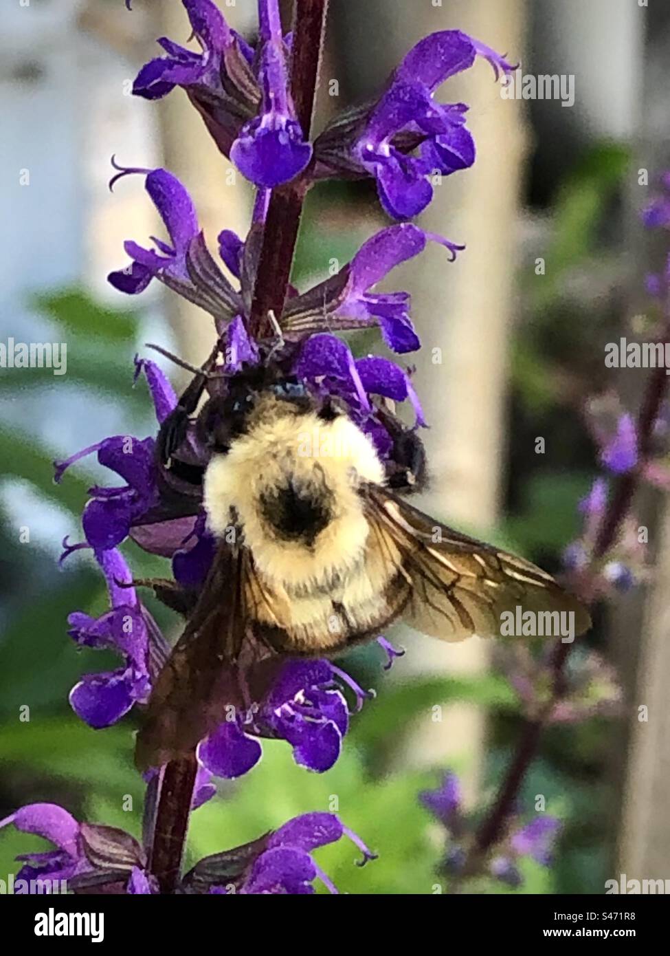 Bumblebee pollinating purple flowers Stock Photo Alamy