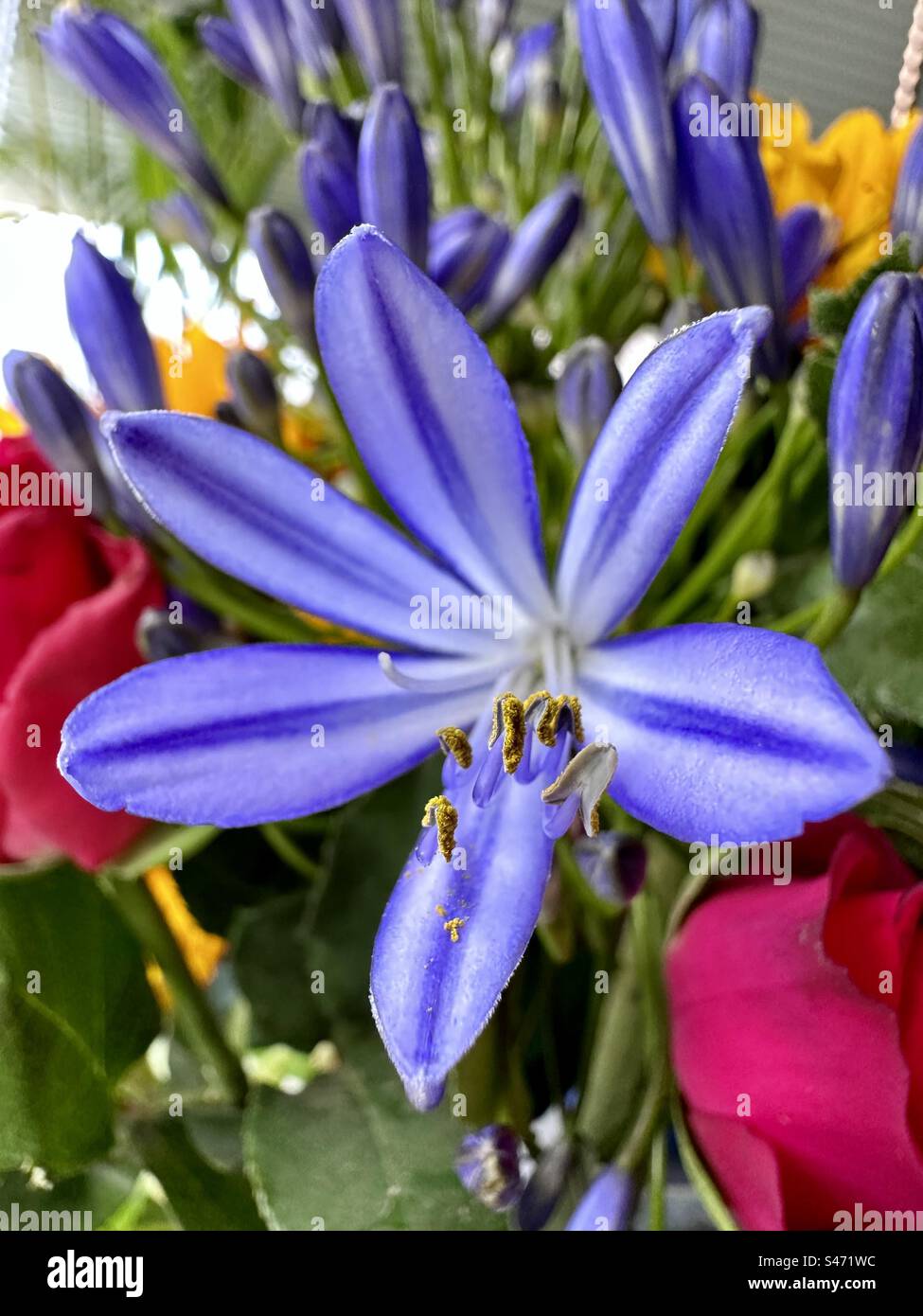 Agapanthus flower Stock Photo